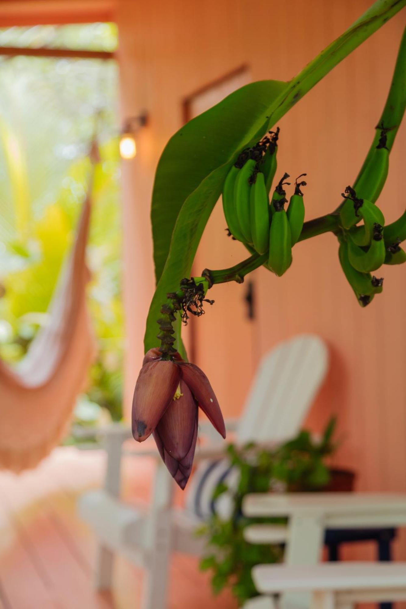 Solea Villa Tropical Santa Marta  Eksteriør billede